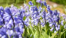 Hyacinthoides hispanica, blau