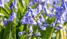 Hyacinthoides hispanica, blau