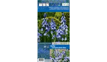 Hyacinthoides hispanica, blau