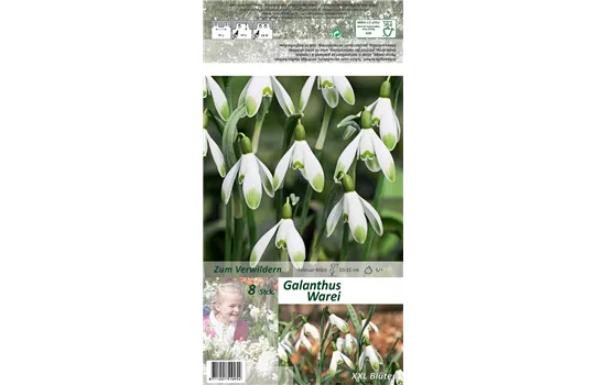 Schneeglöckchen 'Warei'