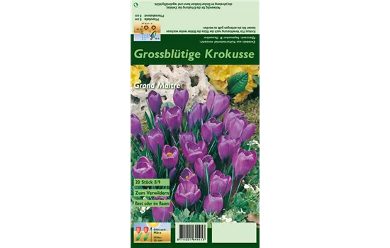 Frühlings-Krokus 'Grand Maitre'