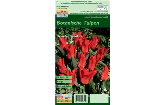 Greigii-Tulpe 'Oriental Beauty'