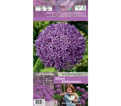 Garten-Zierlauch 'Globemaster'