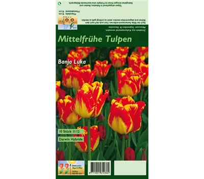 Darwin-Tulpe 'Banja Luka'