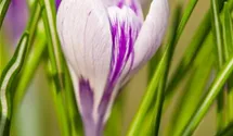 Crocus vernus 'King of the Striped'