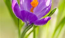 Crocus vernus 'King of the Striped'
