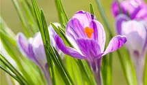 Crocus vernus 'King of the Striped'