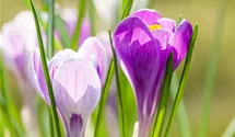 Crocus vernus 'King of the Striped'