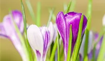 Crocus vernus 'King of the Striped'
