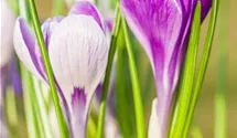 Crocus vernus 'King of the Striped'