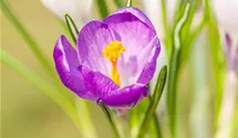 Crocus vernus 'King of the Striped'