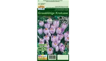 Crocus vernus 'King of the Striped'
