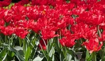 Tulipa 'Abba'