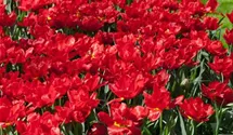 Tulipa 'Abba'