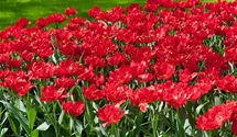 Tulipa 'Abba'