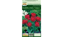 Tulipa 'Abba'