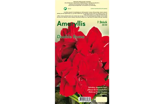 Ritterstern 'Double Roma'