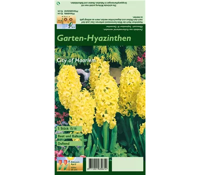 Hyazinthe 'City Of Haarlem'