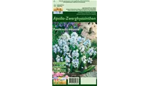 Blumenzwiebel Set 'Blue Star'
