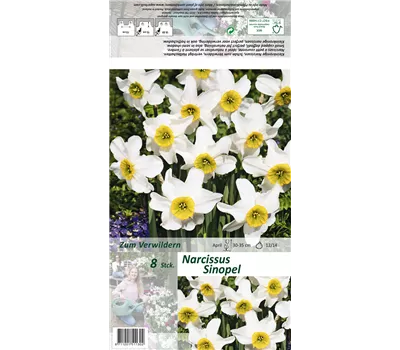 Dichter-Narzisse 'Sinopel'