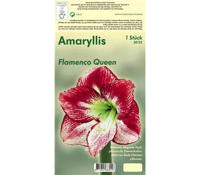 Ritterstern 'Flamenco Queen'