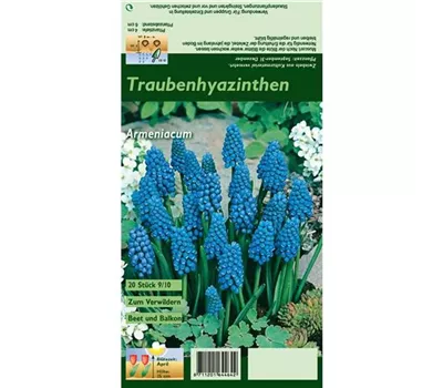 Armenische Traubenhyazinthe