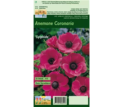 Kronen-Anemone 'Sylphide'