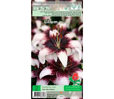 Asiatische Lilie 'Black Eye'