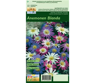 Strahlen-Windröschen