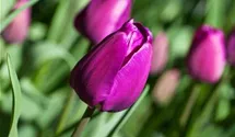 Tulipa 'Negrita'