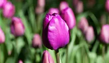 Tulipa 'Negrita'