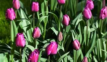 Tulipa 'Negrita'