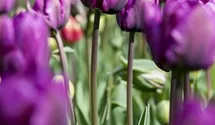 Tulipa 'Negrita'