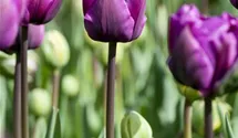 Tulipa 'Negrita'