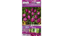 Tulipa 'Negrita'