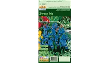 Blumenzwiebel Set 'Blue Star'