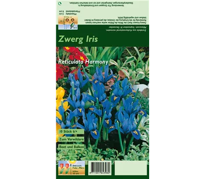 Zwerg-Iris 'Harmony'