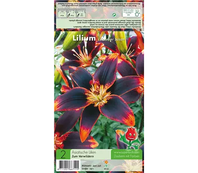 Asiatische Lilie 'Forever Susan'®
