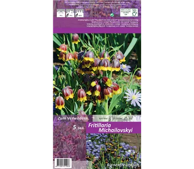 Türkische Schachbrettblume