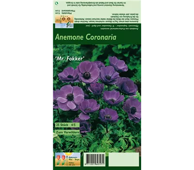 Garten-Anemone 'De Caen Mr. Fokker'