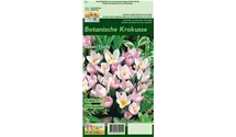 Blumenzwiebel Set 'Rosarotes Meer'