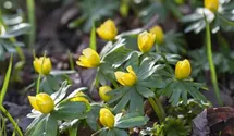 Eranthis hyemalis
