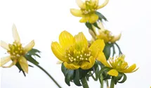 Eranthis hyemalis