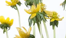 Eranthis hyemalis