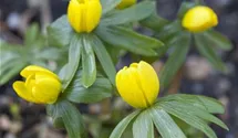 Eranthis hyemalis