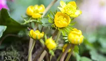Eranthis hyemalis