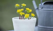 Eranthis hyemalis