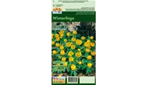 Eranthis hyemalis