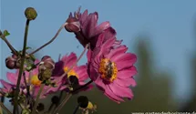 Anemone japonica 'Bressingham Glow'