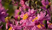 Anemone japonica 'Bressingham Glow'
